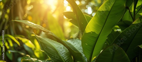 The radiant sun illuminates the foliage of a lush jungle plant, creating a picturesque landscape.