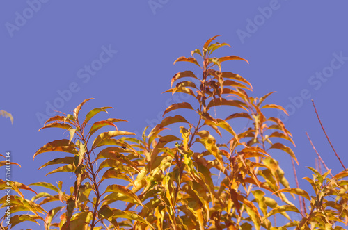 Colorful leaves on a Guavatree in autumn photo