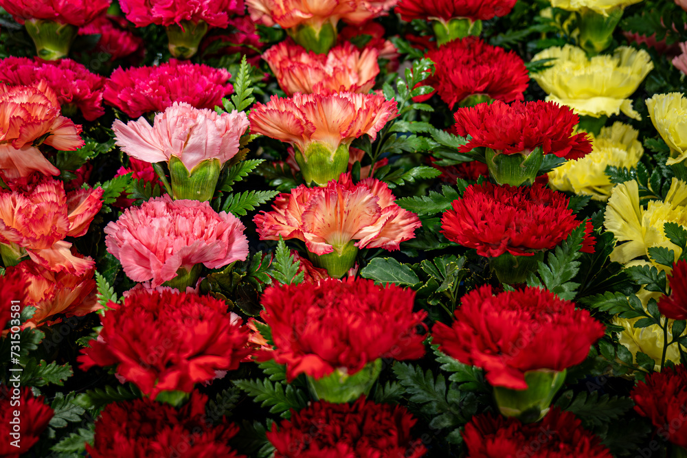 Colorful Carnation flower background,red, yeloow, pink Colorful Carnation flower background,red, yeloow, pink