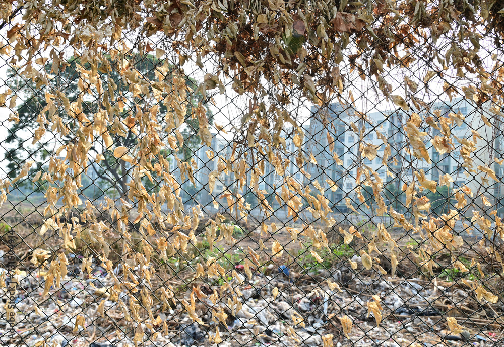 Closeup of Dried crawler plants growing over fence for texture and backgrounds. Selective Focus. Closeup of Dried crawler plants growing over fence for texture and backgrounds. Selective Focus.