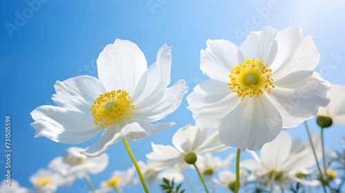 Detailed close-up of a delicate white anemone flower, with a beautiful bokeh sky background, showcasing the enchanting beauty of nature.