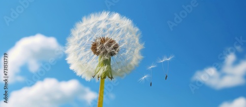 A dandelion  a flowering plant  dances in the wind amidst a blue sky adorned with clouds in the natural landscape.