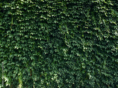 Green wall background  Ivy texture  Wall covered with green leaves  Natural ivy leaves pattern backdrop.