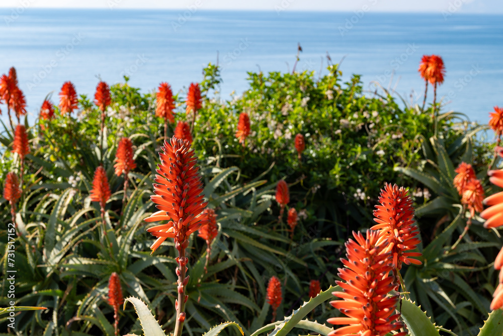 Aloe vera plantation, cultivation of aloe vera, healthy plant used for medicine, cosmetics, skin care, decoration Aloe vera plantation, cultivation of aloe vera, healthy plant used for medicine, cosmetics, skin care, decoration
