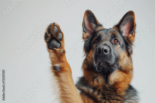 German Shepherd's High Five. A majestic German shepherd raising its paw high in a high five gesture.