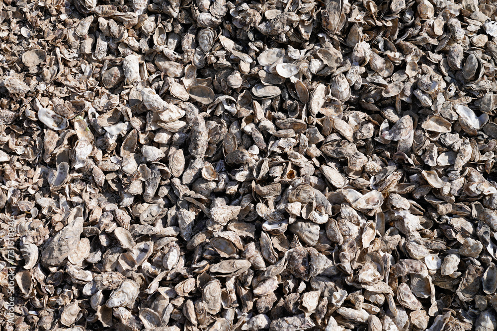 Background lots of empty open oyster on the ground many different shells Background lots of empty open oyster on the ground many different shells