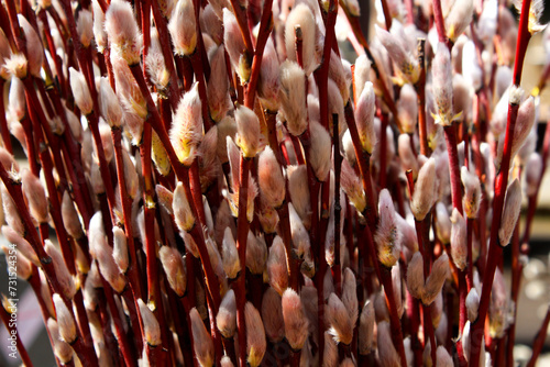 
A bouquet of open willow or willow buds illuminated by the bright sunб a lot of flowers in the garden