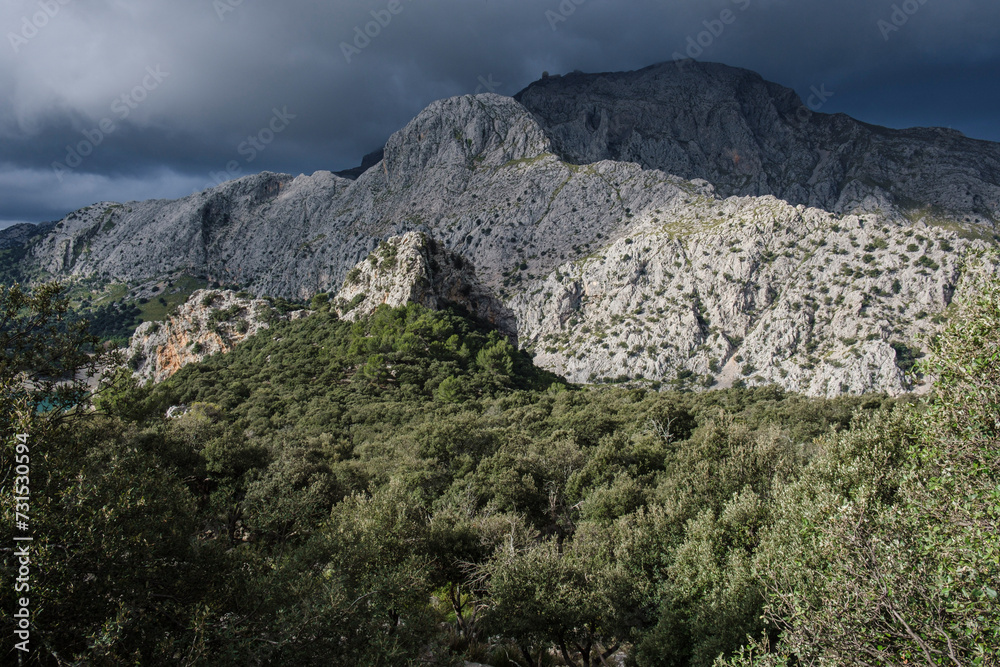 forest in front of Puig Major, Escorca, Mallorca, Balearic Islands, Spain