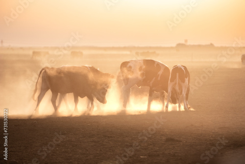 cows in sunset with dramatic dust.