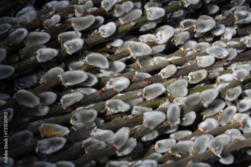 A bunch of blossoming willow buds, shaggy little lumps on greenish branches, pebbles on the beach