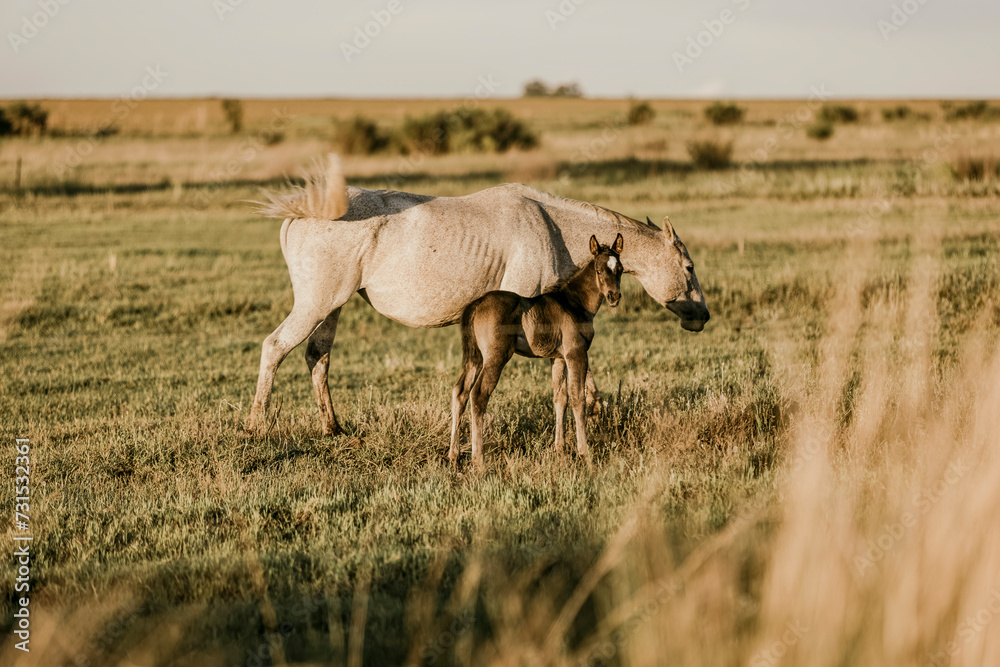 Obraz premium Horse an foal