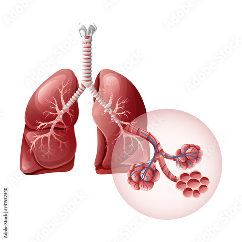 Human lungs with detailed alveolus structure