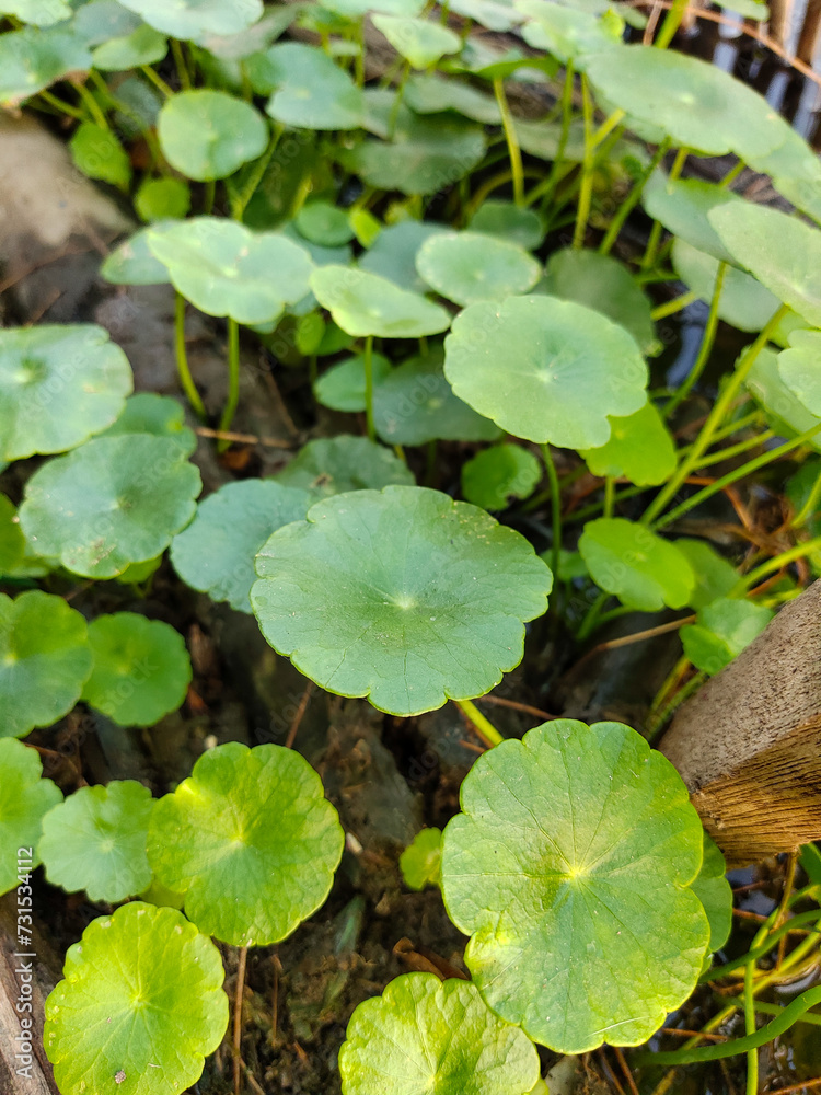 Water Pennywort trees are found along the edge of the pond. Water Pennywort trees are found along the edge of the pond.