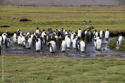 King Penguins  Aptenodytes patagonicus   Fortuna Bay  South Georgia.