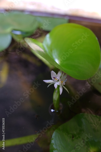 The white flowers of an aquatic plant with the scientific name Heteranthera reniformis are found in ponds. photo