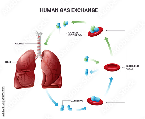 Human gas exchange with erythrocytes diagram