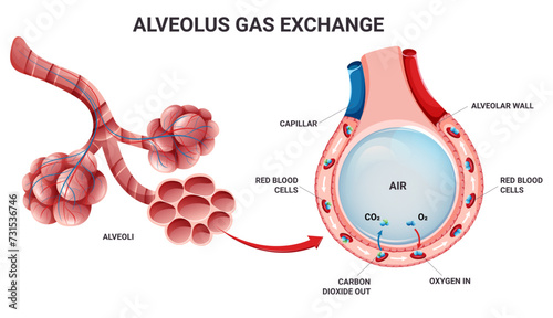 Alveolus oxygen and carbon dioxide exchange in lungs photo