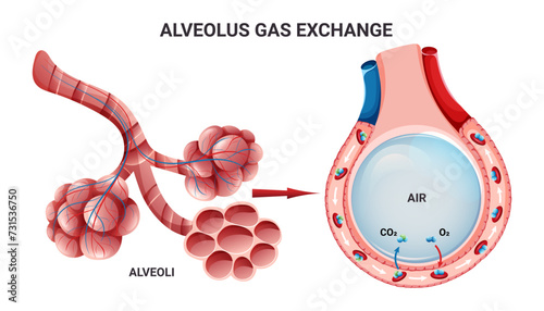 Gas exchange in alveolus with erythrocytes diagram