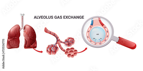 Human lungs, alveoli structure and gas exchange scheme