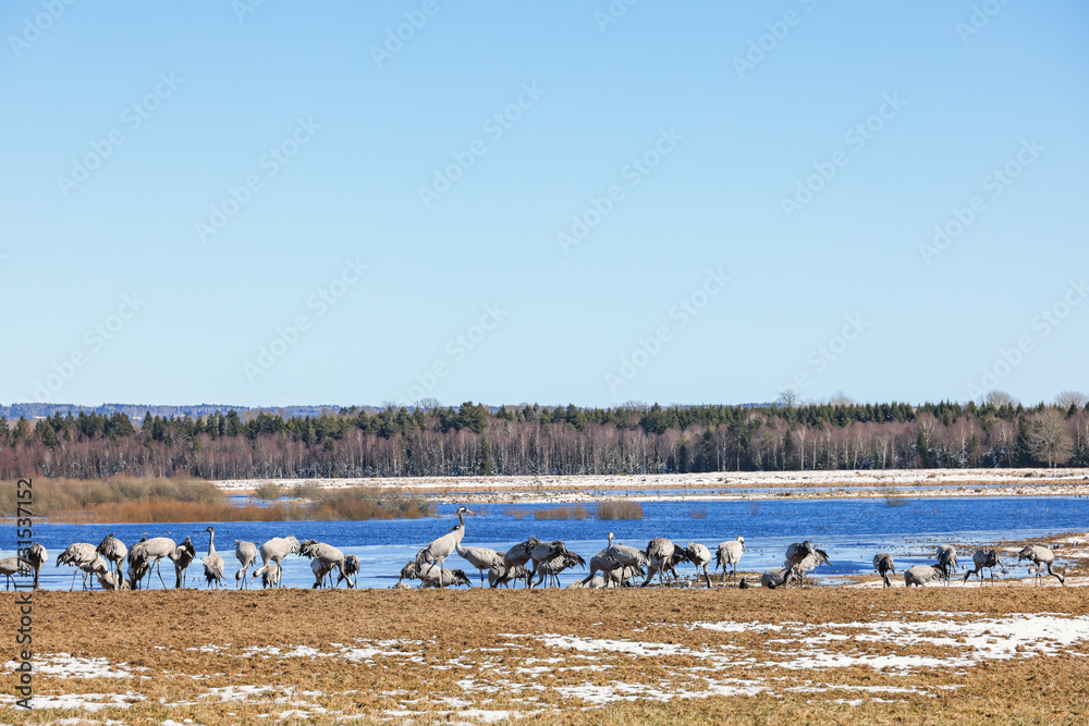 Cranes on a meadow by a lake in springtime