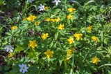 Yellow wood anemone and wood anemone at springtime