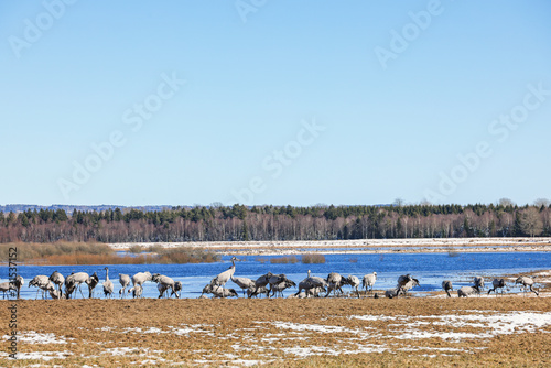 Cranes on a meadow by a lake in springtime