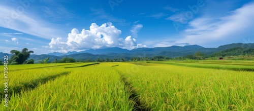 Unlimited rice fields under a blue sky.