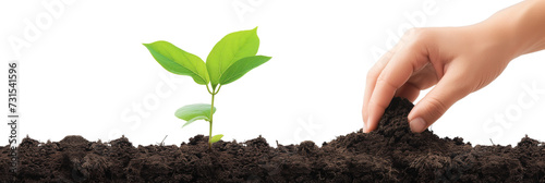 clipart hand planting a young tree in fertile soil photo