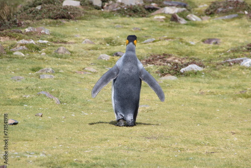 King Penguin (Aptenodytes patagonicus), Fortuna Bay, South Georgia.