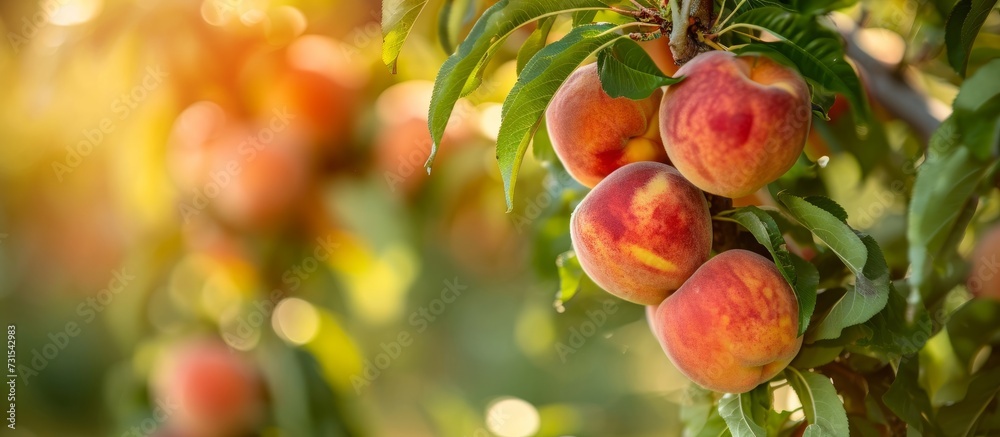 A fruit tree with a branch bearing a cluster of seedless peaches, surrounded by green leaves and blooming flowers - a natural, food-producing plant. A fruit tree with a branch bearing a cluster of seedless peaches, surrounded by green leaves and blooming flowers - a natural, food-producing plant.
