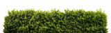Lush green hedge trimmed neatly, cut out