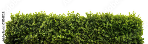 Lush green hedge trimmed neatly, cut out photo