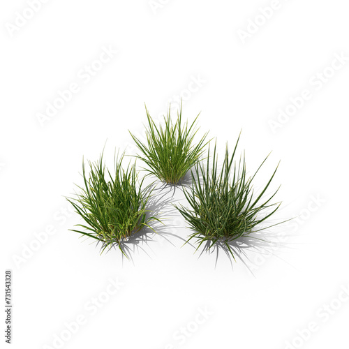 Purple Moor-Grass PNG