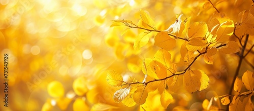 Close-up of tree branch with yellow autumn leaves