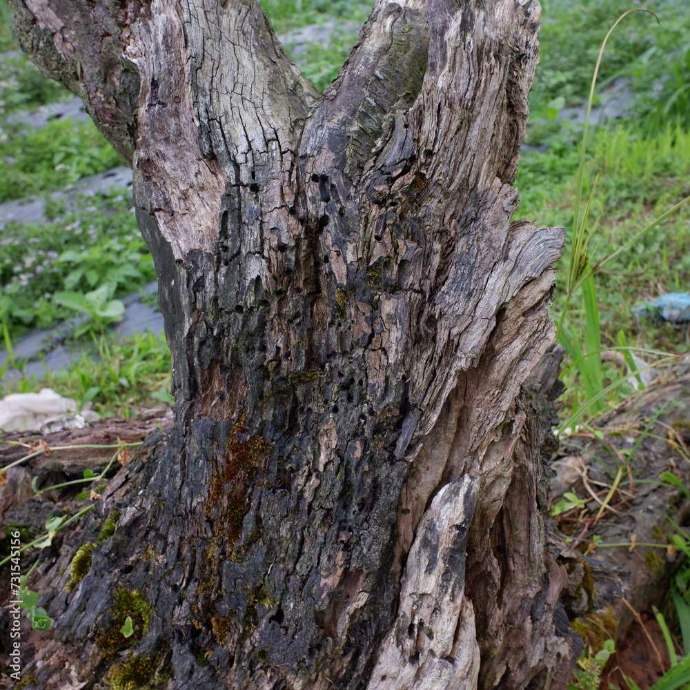 the texture of a dead, porous tree trunk the texture of a dead, porous tree trunk