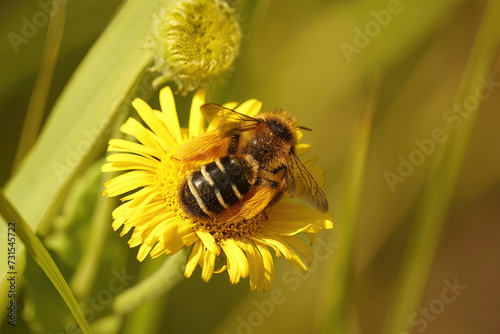 Closeup on a fluffy female Pantaloon bee, Dasypoda hirtipes, sitting on a yellow flower