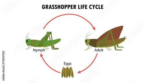 Grasshopper life cycle stages diagram photo