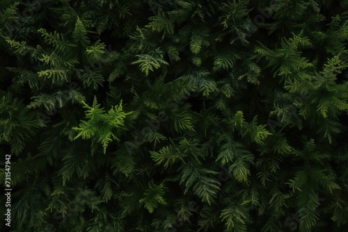 Lush Green Fern Leaves Creating a Dense and Textured Natural Background © KirKam