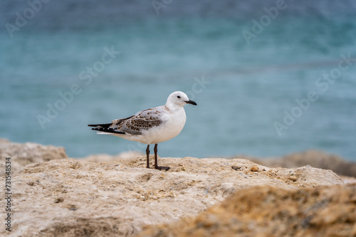 Seagull waiting for fish on the shore