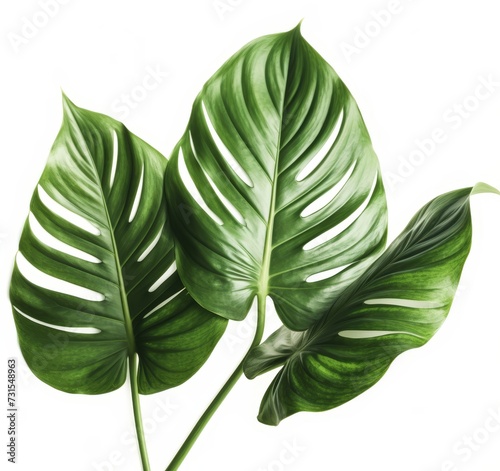 Monstera natural fresh big one leaf on white background isolated