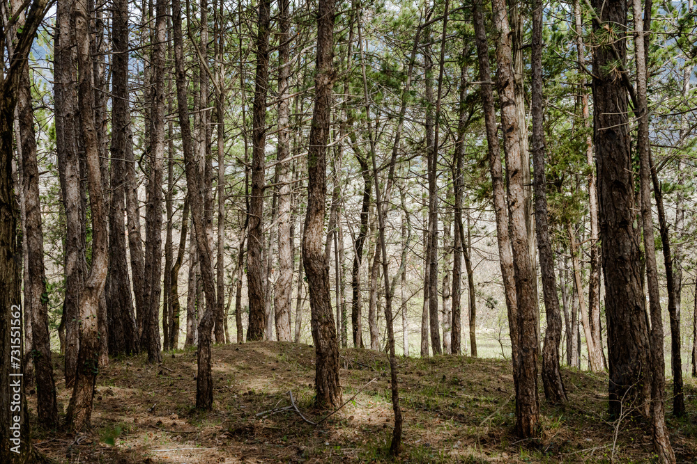 Fototapeta premium trees in the forest, nature background, woods background