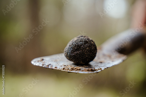 Fotografie Black truffle from truffle hunting in the woods, all natural organic, vegan