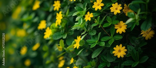 The bush has a variety of yellow flowers, with green leaves. This flowering plant belongs to the Daisy family.