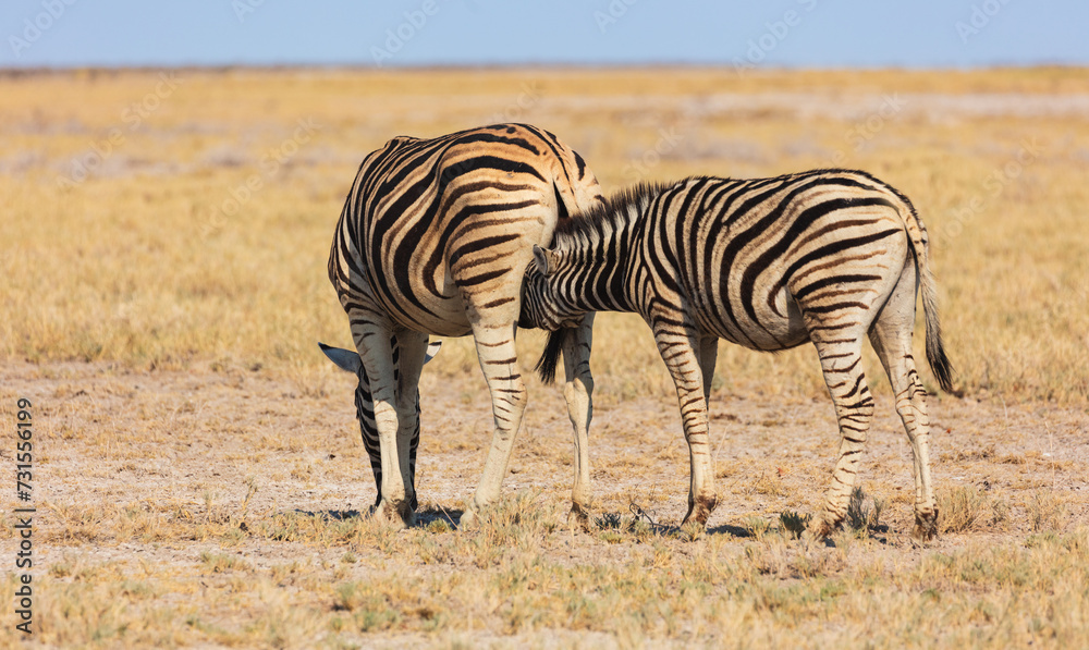 Obraz premium Two Plains zebra's (Equus quagga) on dry savanna in late afternoon light; sub-adult foal tries to nurse from its mother