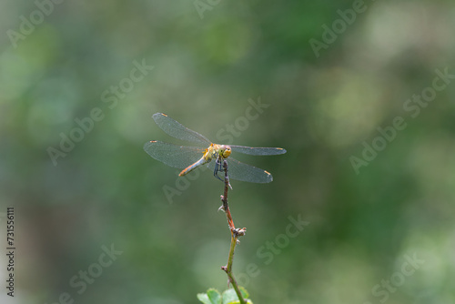 Dragonfly on plant branch. Green blurred background. © TAMER YILMAZ