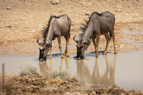 Two Blue Wildebeest (Connochaetes taurinus) drinking from a muddy waterhole in Etosha National Park, Namibia