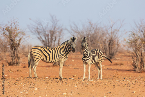Two curious Plains zebras   Equus quagga  looking into the camera  Etosha National Park Namibia
