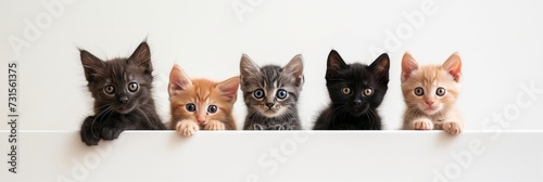 A banner with kittens on a white background. Studio photo with cats peeping out from behind empty white banner with copy space.