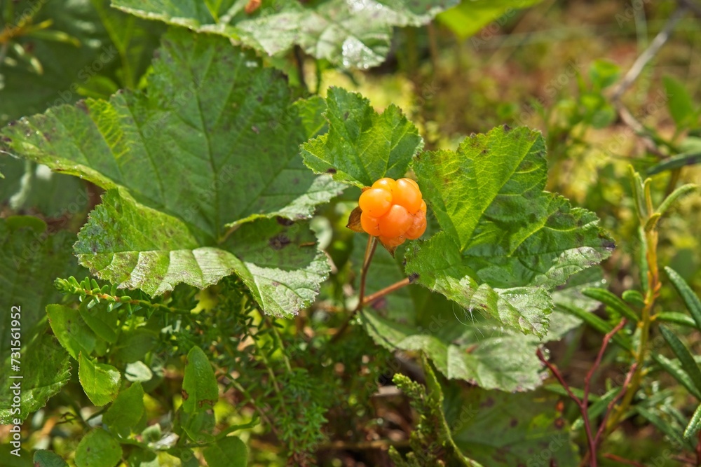 Closeup of a fresh wild cloudberry (Rubus chamaemorus) with leaves around in summer. 
