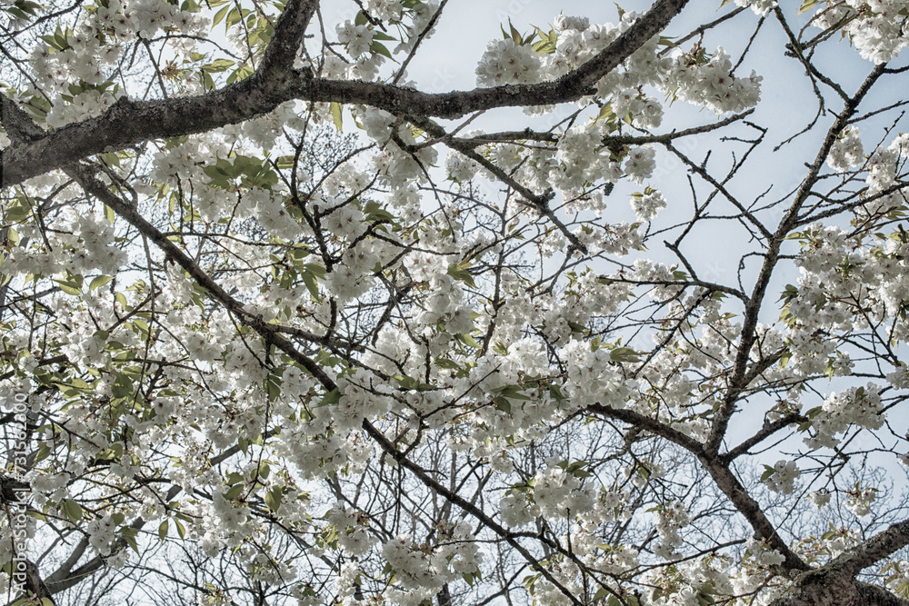 White blossom